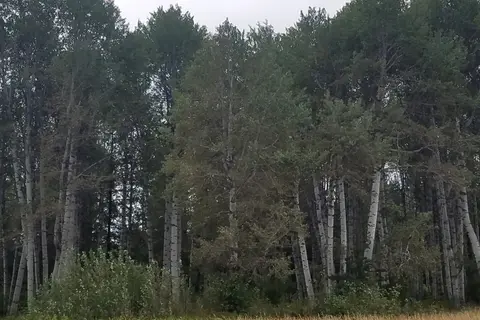 Indian Camp - Teanaway Area - Department of Natural Resources