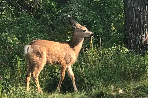 Foothills Lions Centennial Campground