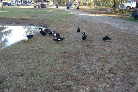Kamper's Lodge Campground
