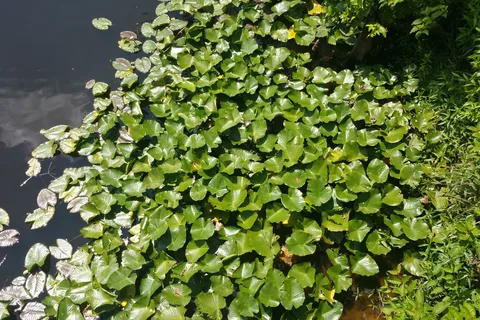 Burnside Lake Park