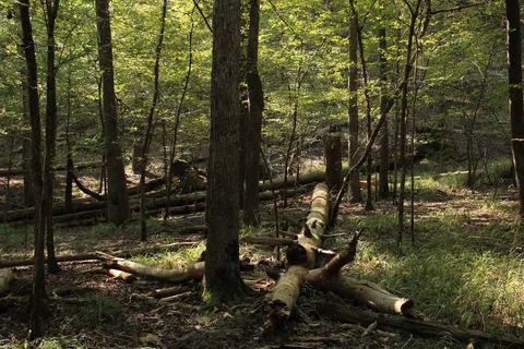 Lake Catherine State Park