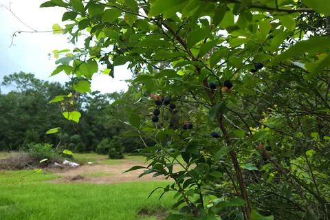 Woodland Farm RV Campground