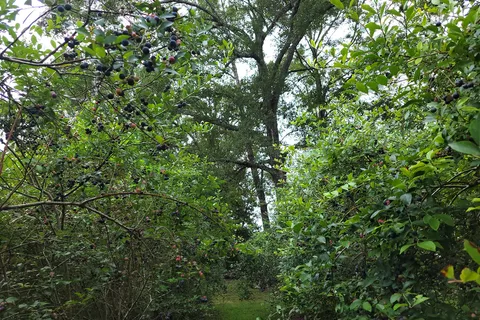 Woodland Farm RV Campground