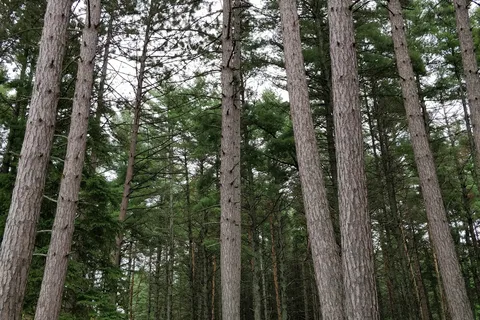 Kearney Lake - Algonquin Provincial Park