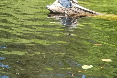Kearney Lake - Algonquin Provincial Park