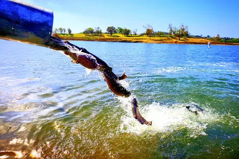 Lake Camanche North Shore