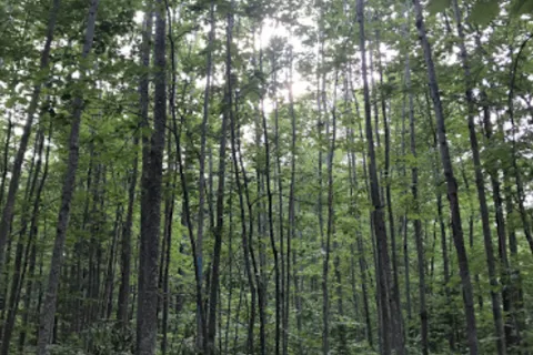 Forestville Campground