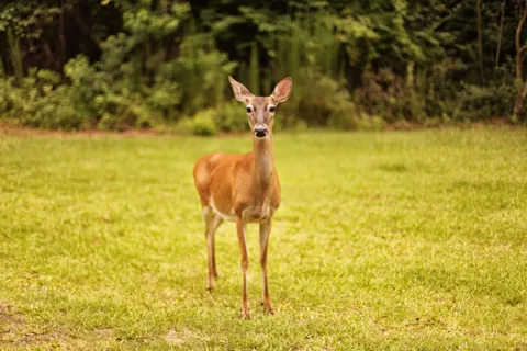 Sam Houston Jones State Park