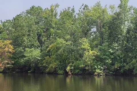 Sam Houston Jones State Park