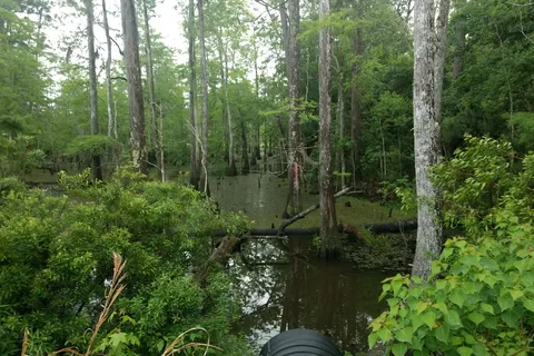 Sam Houston Jones State Park