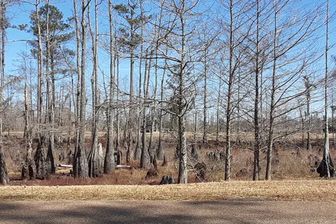 Sam Houston Jones State Park