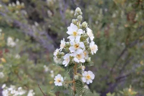 Grey Cliffs Campground - Great Basin National Park
