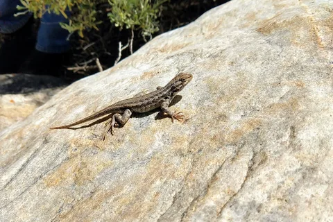 Grey Cliffs Campground - Great Basin National Park