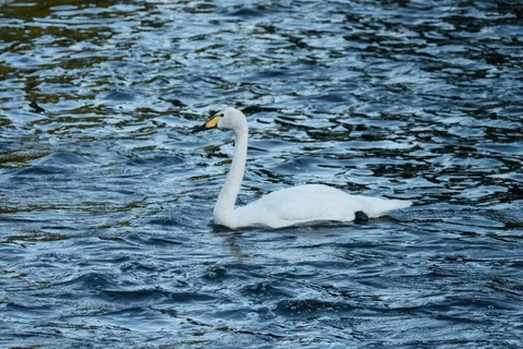 Victoria Park Campground
