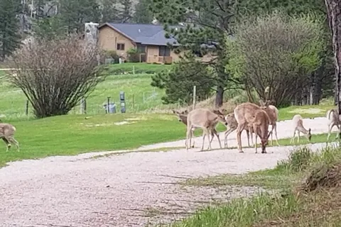 The Roost Resort