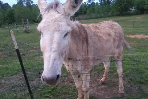 Cowboy Camp RV Park