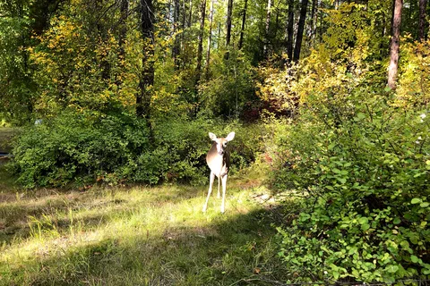 Whitefish Lake State Park