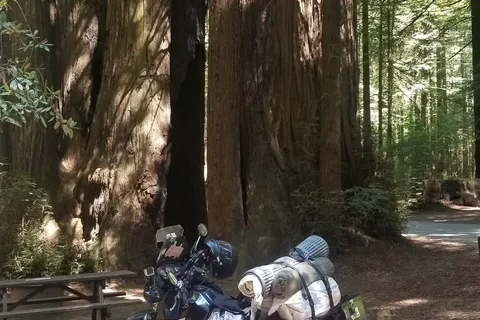 Burlington - Humboldt Redwoods State Park