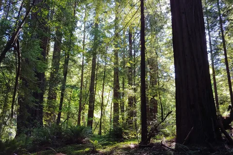 Burlington - Humboldt Redwoods State Park