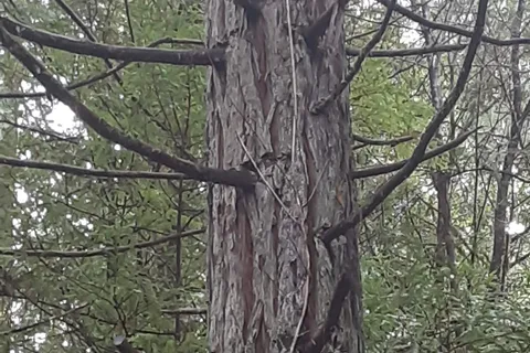 Burlington - Humboldt Redwoods State Park