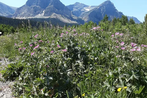 Cut Bank Campground - Glacier National Park
