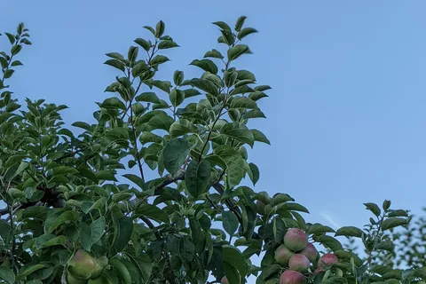 Apple Valley Orchard and RV Park