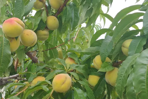 Apple Valley Orchard and RV Park