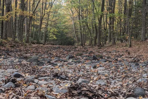 Branch Brook Campground