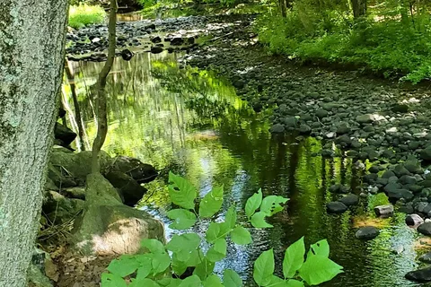 Branch Brook Campground