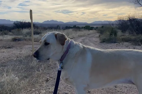 Benson I-10 RV Park