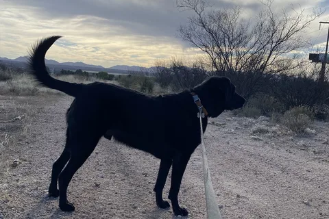 Benson I-10 RV Park