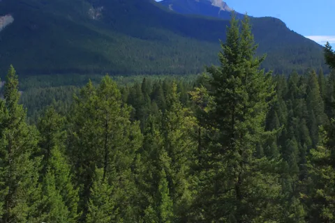 Whispering Spruce Campground and RV Park