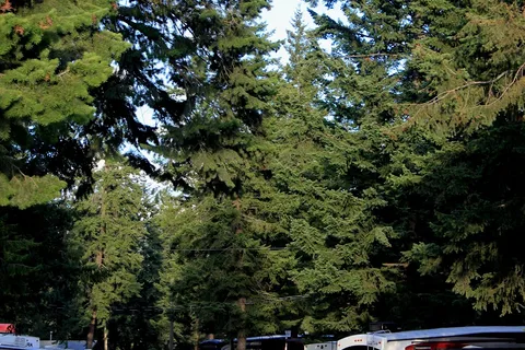 Whispering Spruce Campground and RV Park