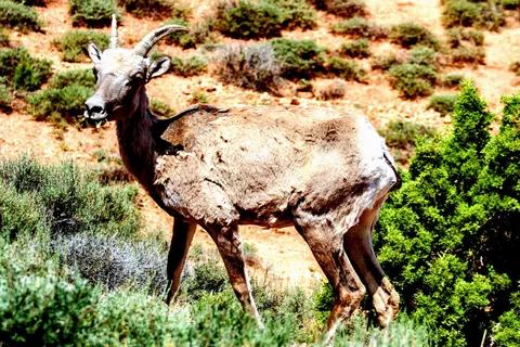 Horseshoe Bend - Bighorn Canyon National Recreational Area