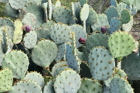 Lake Casa Blanca International State Park