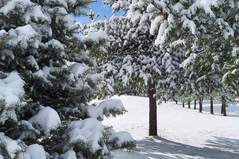 Cool Pines RV Park