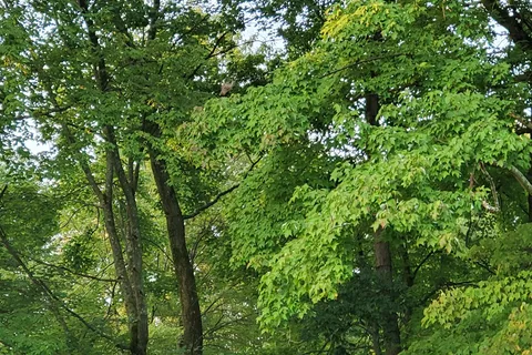 Camp Wilhelm Campground