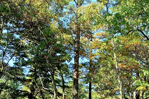 Hawn State Park