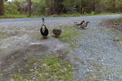 Gator Den RV Park