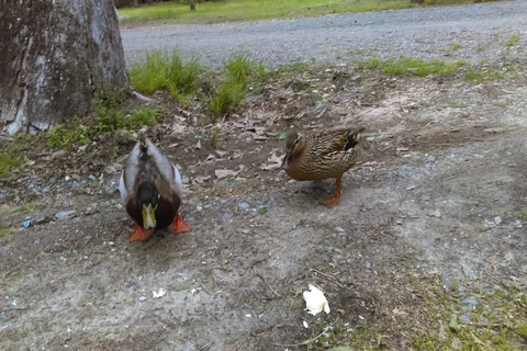 Gator Den RV Park