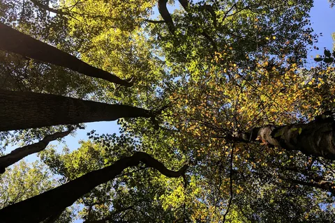 Owens Creek Campground - Catoctin Mountain Park