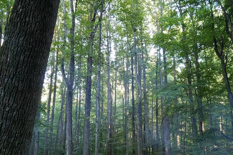 Owens Creek Campground - Catoctin Mountain Park