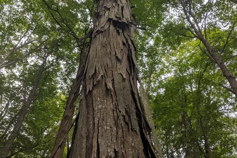 Owens Creek Campground - Catoctin Mountain Park