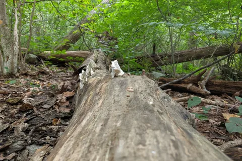Owens Creek Campground - Catoctin Mountain Park