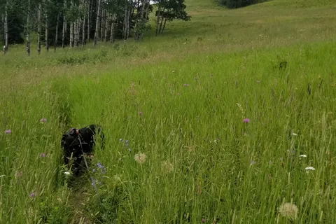 North Fork Provincial Recreational Area