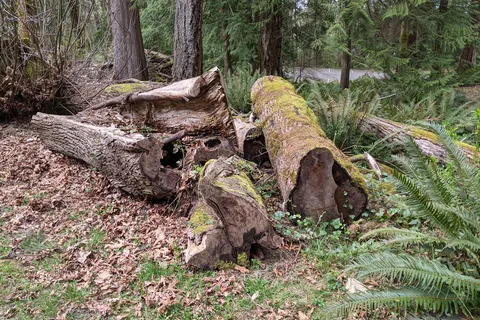 Illahee State Park