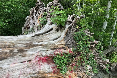 Illahee State Park