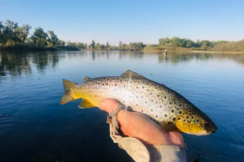 Cottonwood Camp