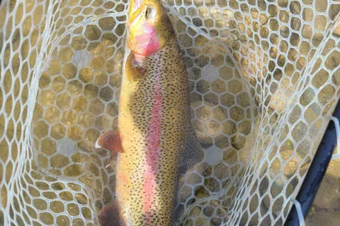 Cottonwood Camp