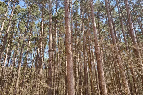 Big River State Forest